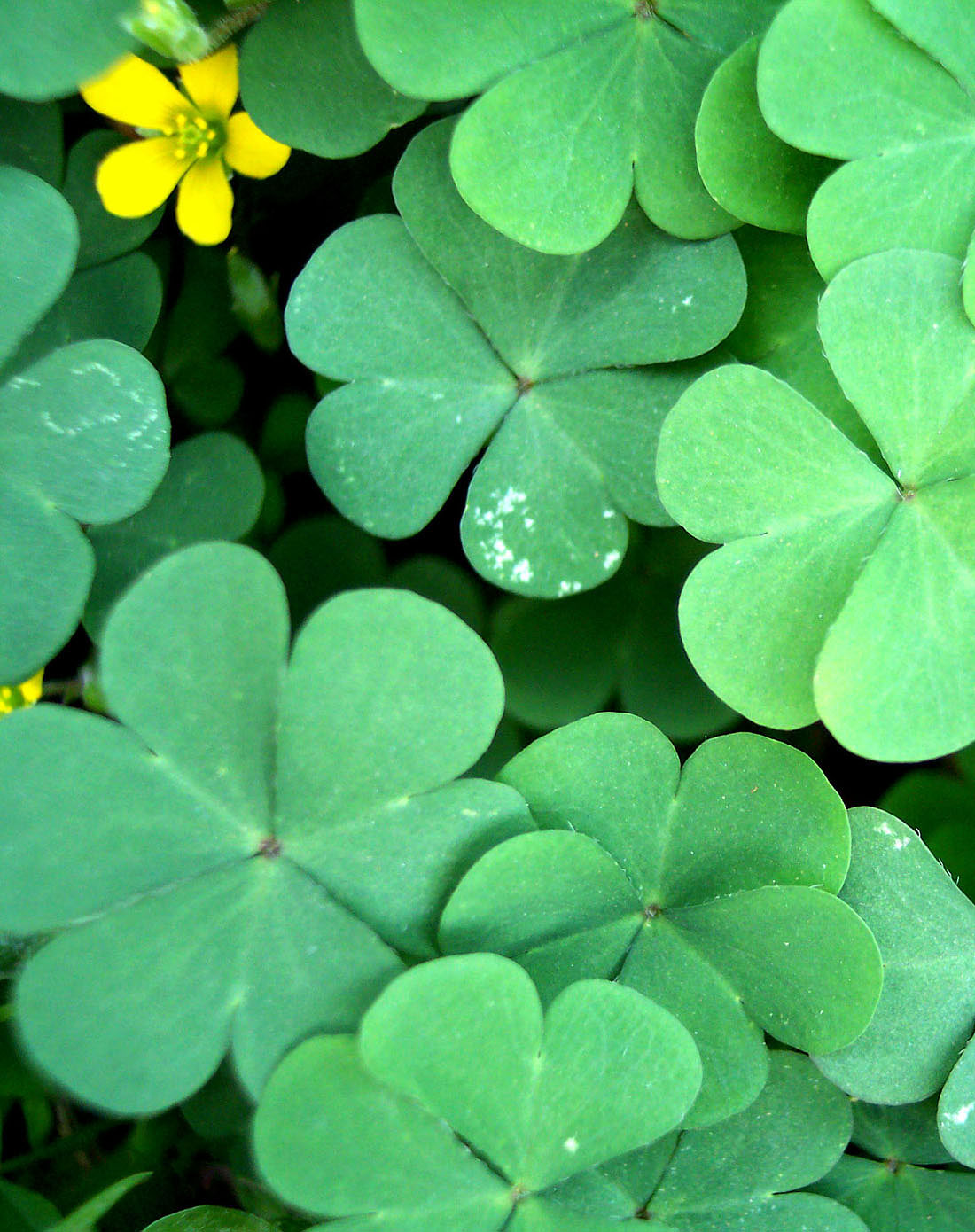 升级装浓缩植物-幸运草